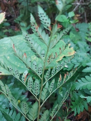 Polypodiopsida