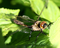 Cordulia aenea