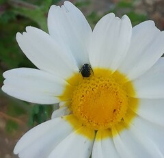 Bruchinae