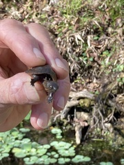 Sternotherus minor