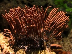 Stemonitis axifera