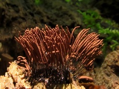 Stemonitis axifera