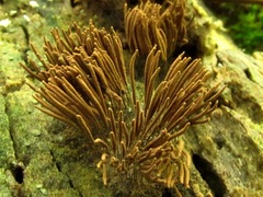 Stemonitis axifera