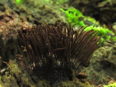 Stemonitis axifera