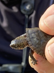 Sternotherus minor