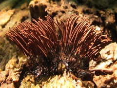 Stemonitis axifera