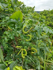 Fabaceae