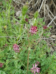 Fumaria officinalis