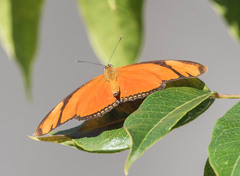 Dryas iulia moderata