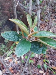 Miconia