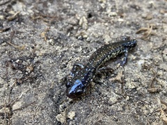 Plethodon mississippi
