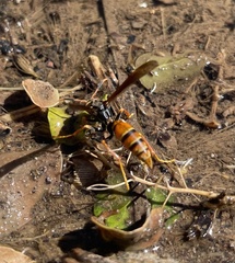Polistes buyssoni