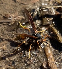 Polistes buyssoni