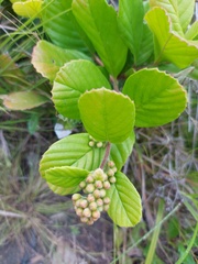 Angiospermae