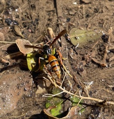 Polistes buyssoni