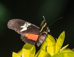 Heliconius hortense