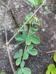 Fabaceae