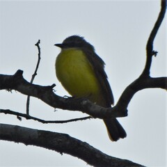 Myiozetetes granadensis