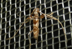 Compsibidion vanum