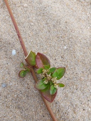 Angiospermae