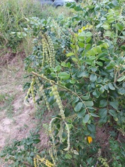 Fabaceae
