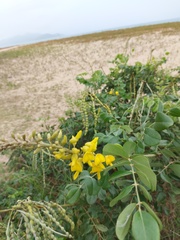 Fabaceae