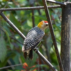Melanerpes hoffmannii