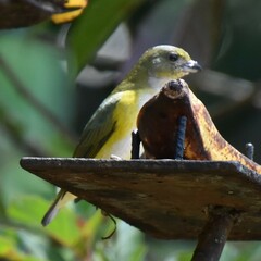 Euphonia hirundinacea
