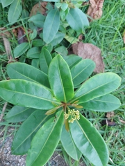 Angiospermae