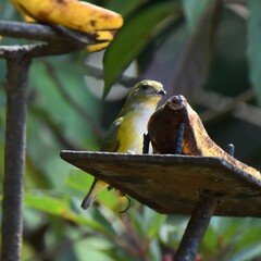 Euphonia hirundinacea