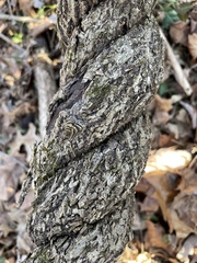 Celastrus orbiculatus