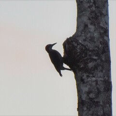 Melanerpes pucherani