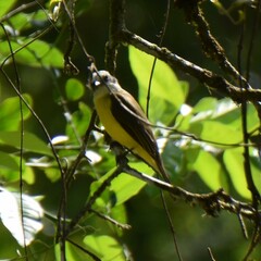 Myiozetetes granadensis