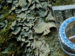 Dermatocarpon muhlenbergii