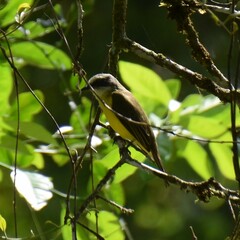 Myiozetetes granadensis