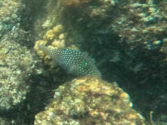 Canthigaster jactator