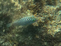 Canthigaster jactator