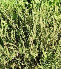 Ambrosia artemisiifolia