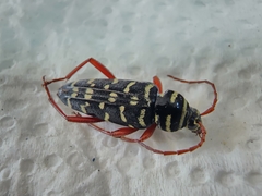 Placosternus erythropus