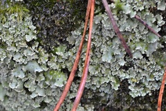 Cladonia digitata