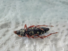 Placosternus erythropus