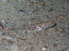 Thorogobius macrolepis