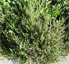 Ambrosia artemisiifolia