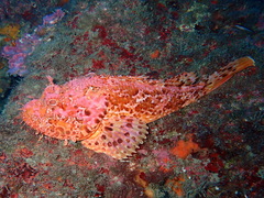 Scorpaena scrofa