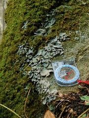 Dermatocarpon muhlenbergii