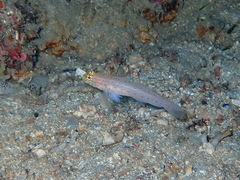 Gobius xanthocephalus