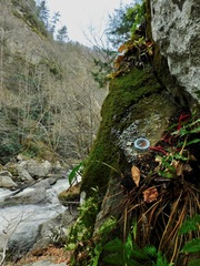 Dermatocarpon muhlenbergii