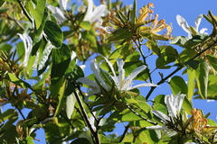 Bauhinia forficata