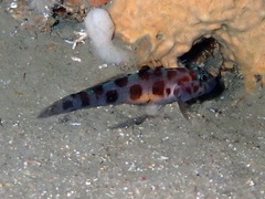 Thorogobius ephippiatus
