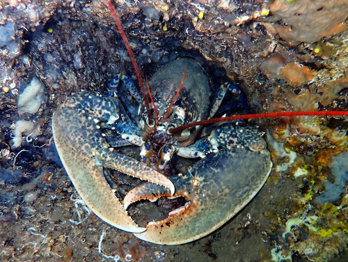European lobster, photo 3 of 8